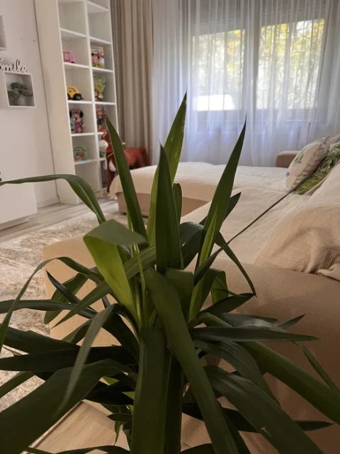 Teiul Doamnei | 4 Camere | Semidecomandat | AC | Hota | Transport | 